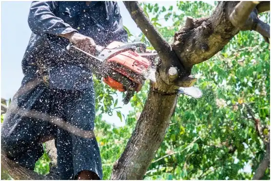 tree services Oostburg